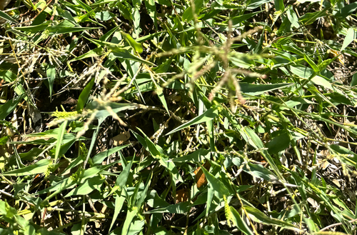 Urochloa reptans observed 2026-10-13