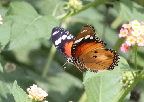 Danaid Eggfly