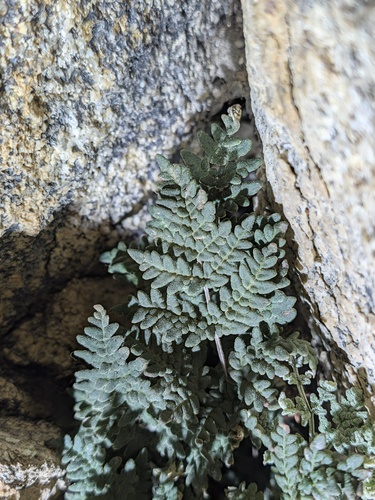 Notholaena californica, 2026-10-12