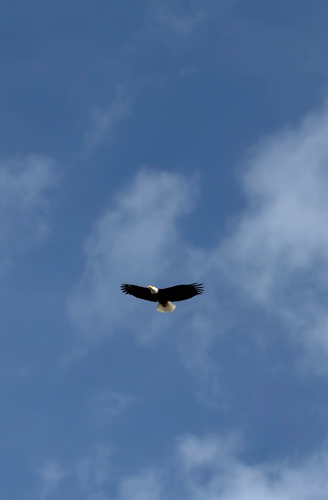 Bald Eagle