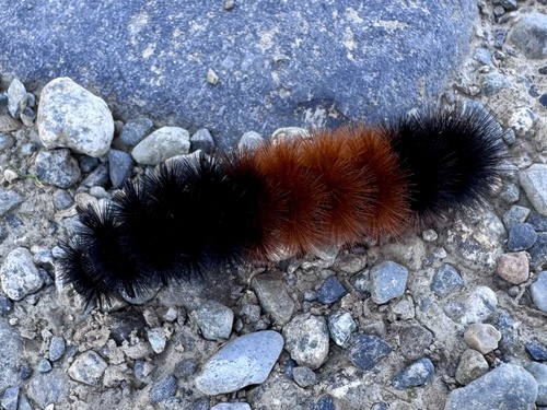 Isabella Tiger Moth