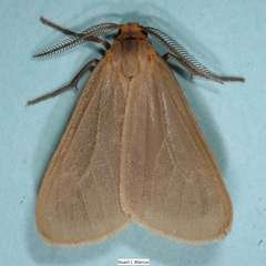 Pagara simplex