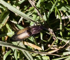 Ctenicera cuprea