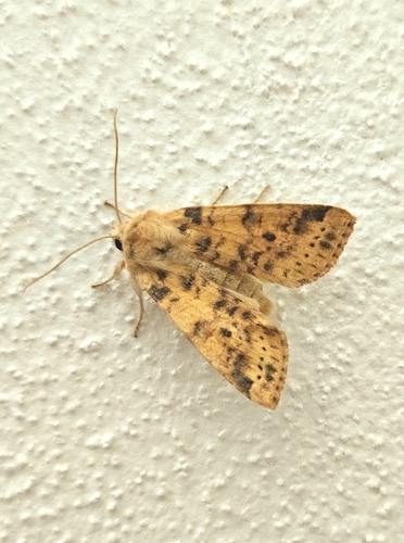 Dusky-lemon Sallow