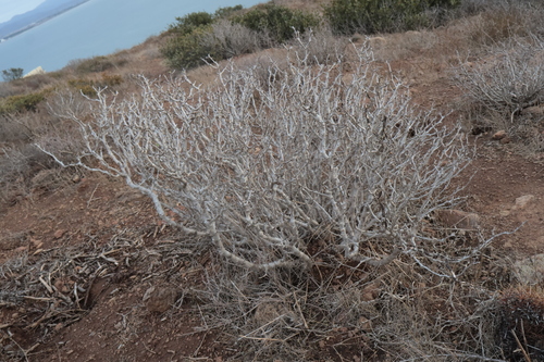 Euphorbia misera, 2026-10-12