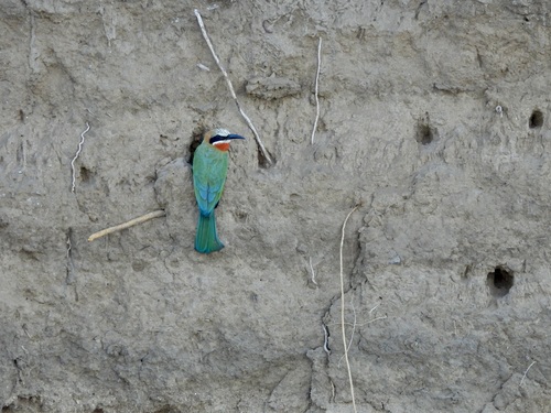 iNaturalist image