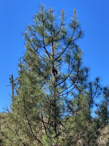 Pinus attenuata, 2026-10-13