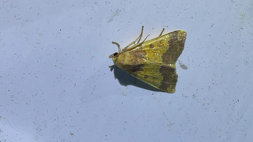 Barred Sallow