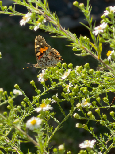 Painted Lady