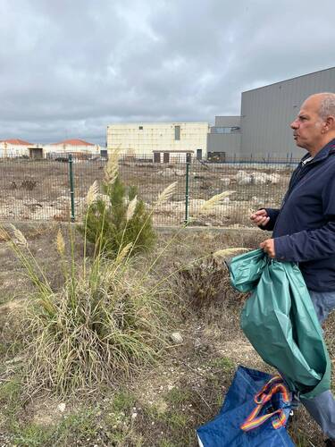 Pampas Grass