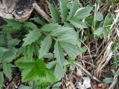 Valeriana officinalis sambucifolia