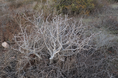 Euphorbia misera, 2026-10-12