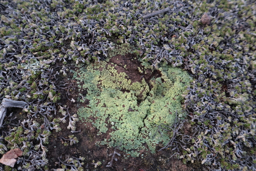 Acarospora schleicheri