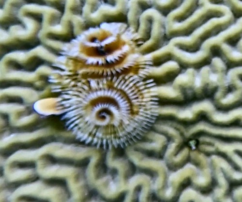 Spirobranchus giganteus observed 2026-10-13