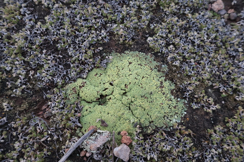 Acarospora schleicheri