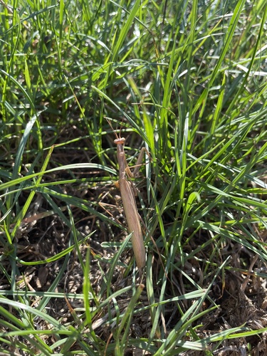 European Mantis