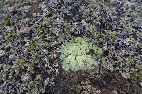 Acarospora schleicheri