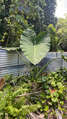 Xanthosoma robustum, 2026-08-12