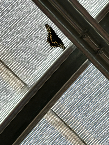 Eastern Black Swallowtail