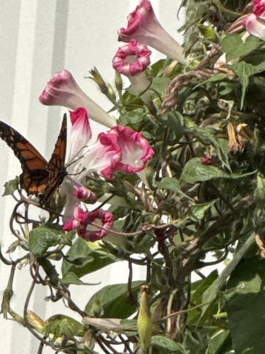 Monarch