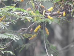 Vachellia hindsii