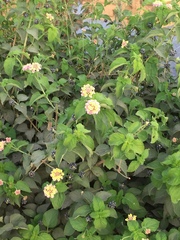 Lantana