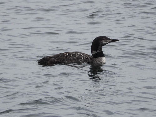 Common Loon