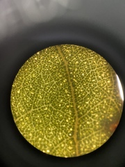 Eucalyptus polyanthemos vestita