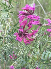 Astragalus cornutus
