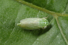 Graphocraerus ventralis