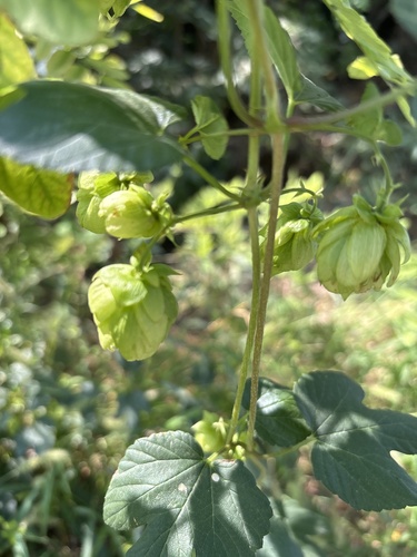 common hops