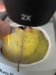 Eucalyptus polyanthemos vestita