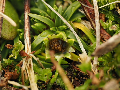 Colobanthus observed 2026-10-13