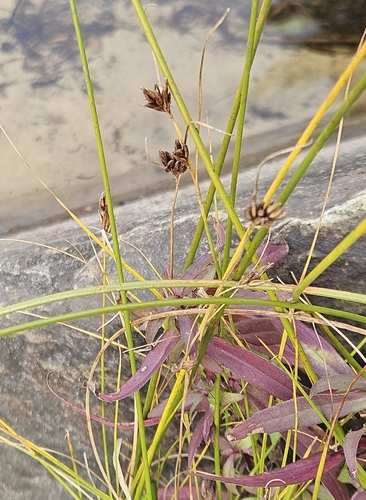 brownish beaked-rush