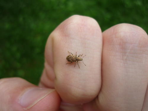Strawberry Root Weevil