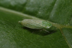 Graphocraerus ventralis