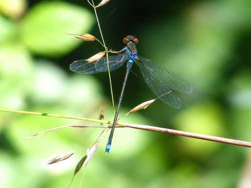 Erythromma viridulum