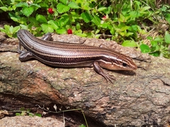 Plestiodon laticeps