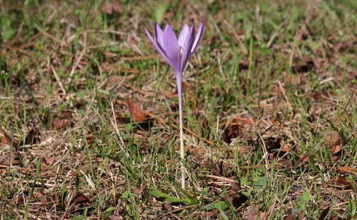 Autumn Crocus