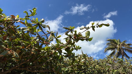 Terminalia catappa observed 2026-10-13