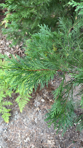 iNaturalist observation photo of California incense-cedar