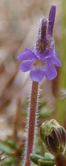 Pinguicula villosa