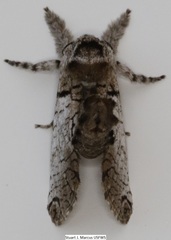 Inguromorpha basalis