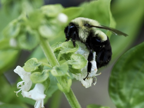 Common Eastern Bumble Bee