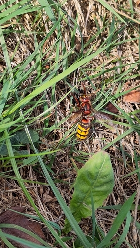European Hornet
