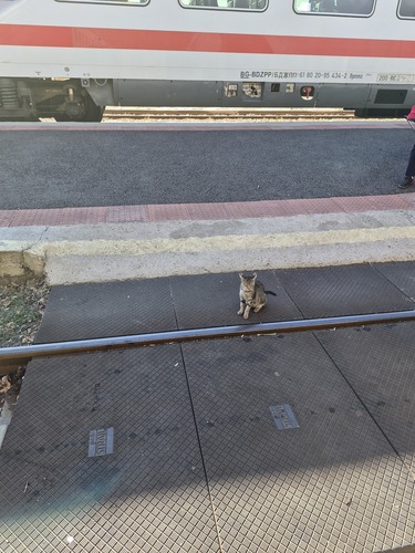 Domestic Cat