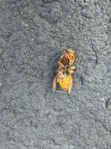 European Hornet