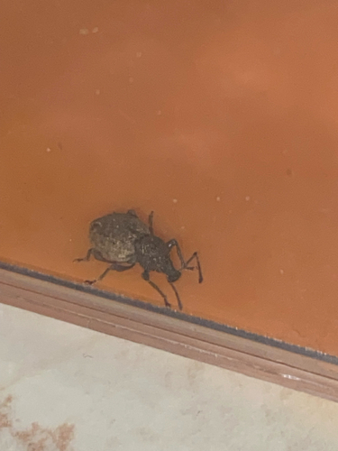 Raucous Broad-nosed Weevil
