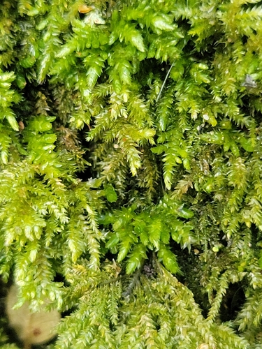 Camptochaete deflexa observed 2026-10-12