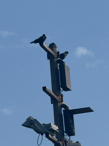 American Crow